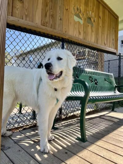 Oak Hill Dog Park - Oak Hill, WV