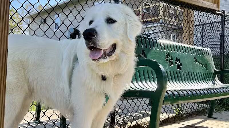 Oak Hill Dog Park - Oak Hill, WV