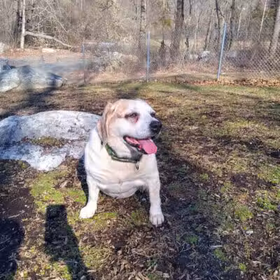 Montville Dog Park - Oakdale, CT