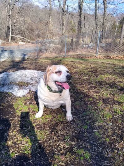 Montville Dog Park - Oakdale, CT