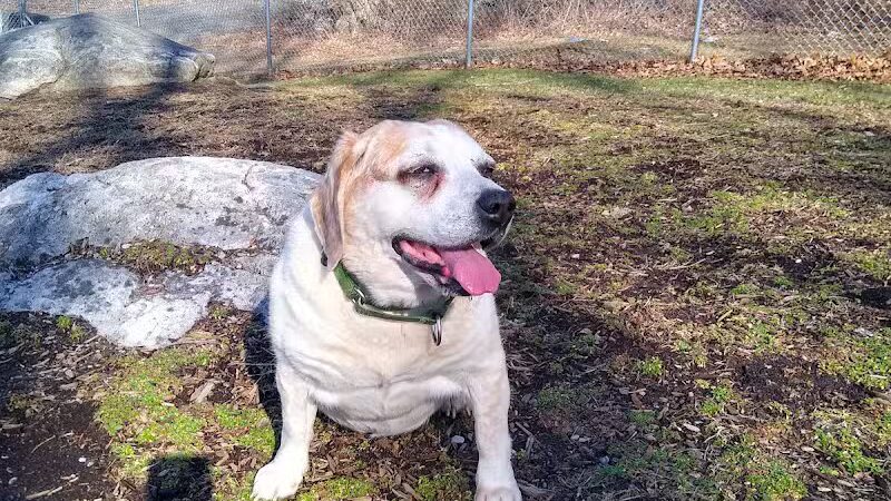 Montville Dog Park - Oakdale, CT