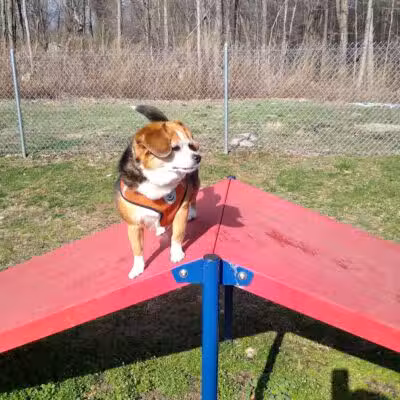 Montville Dog Park - Oakdale, CT