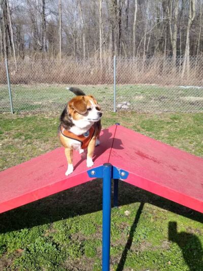 Montville Dog Park - Oakdale, CT