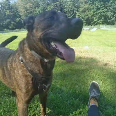 Montville Dog Park - Oakdale, CT