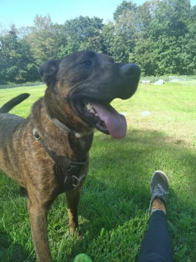 Montville Dog Park - Oakdale, CT