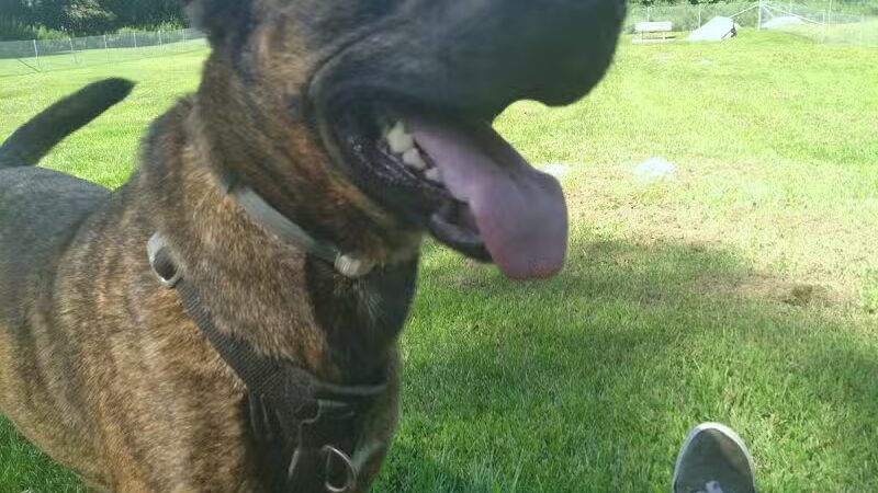 Montville Dog Park - Oakdale, CT