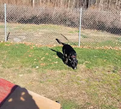 Montville Dog Park - Oakdale, CT