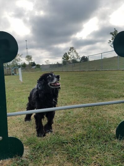 Oberlin Dog Park - Oberlin, OH