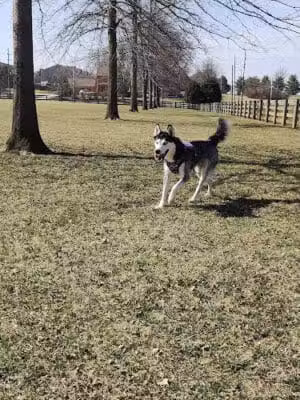 Bridlewood Dog Park - Obetz, OH