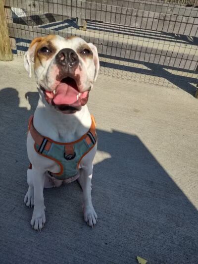 Bridlewood Dog Park - Obetz, OH