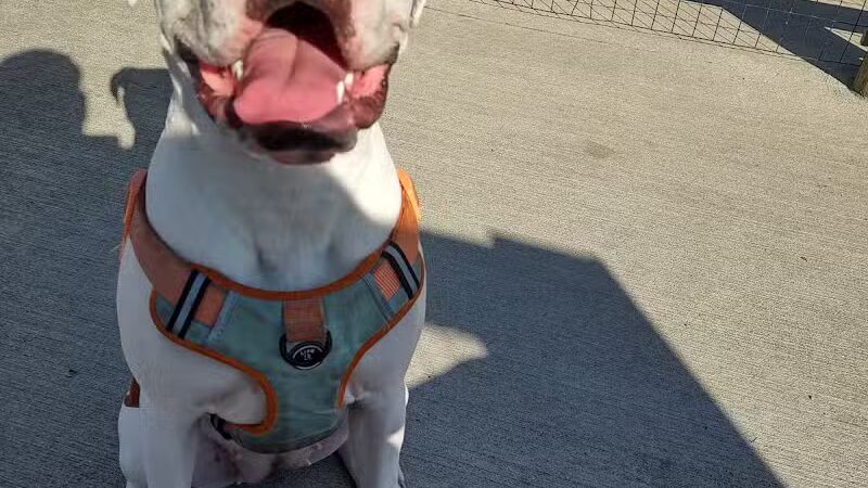 Bridlewood Dog Park - Obetz, OH