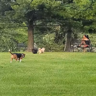 Bridlewood Dog Park - Obetz, OH