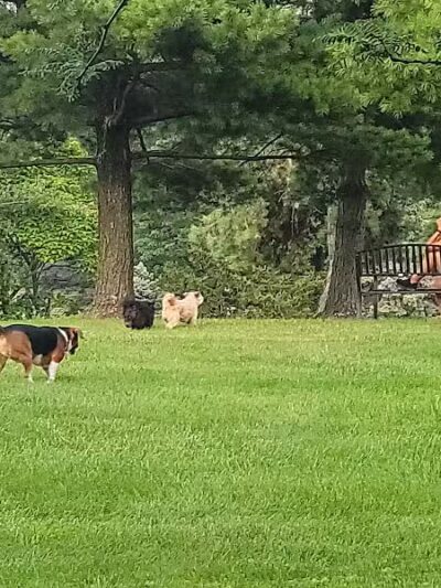 Bridlewood Dog Park - Obetz, OH