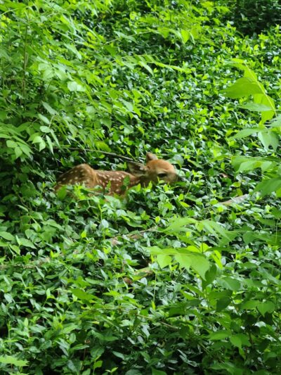 The Dan Waugh nature trail - Olmsted Falls, OH