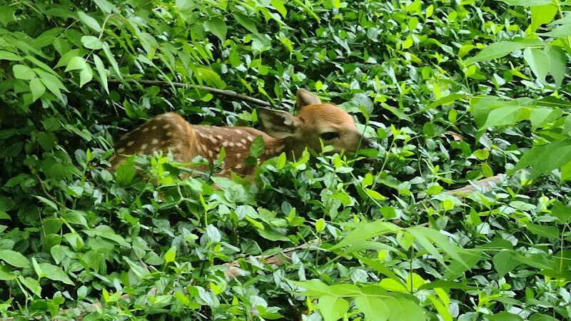 The Dan Waugh nature trail - Olmsted Falls, OH