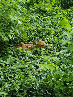 The Dan Waugh nature trail - Olmsted Falls, OH