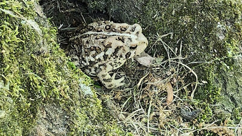 The Dan Waugh nature trail - Olmsted Falls, OH