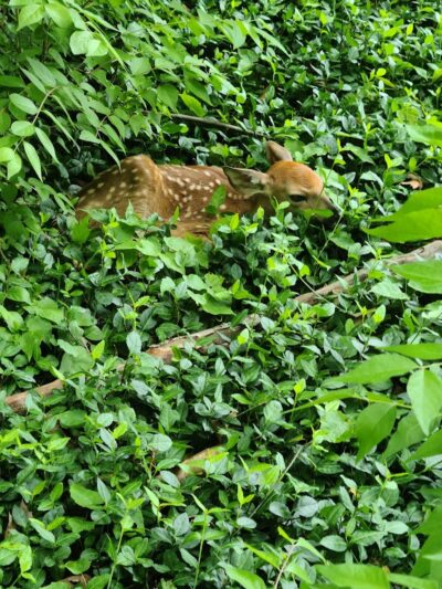 The Dan Waugh nature trail - Olmsted Falls, OH