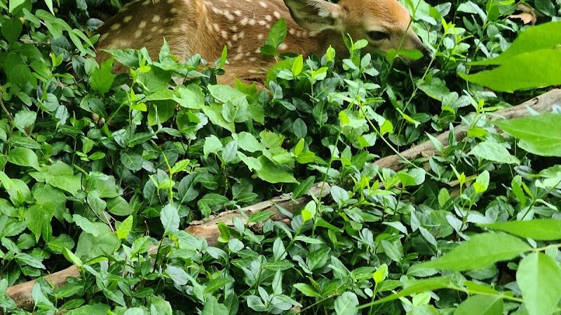 The Dan Waugh nature trail - Olmsted Falls, OH