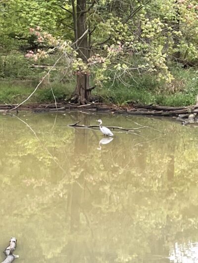 Lagoon Picnic Area - Olmsted Township, OH