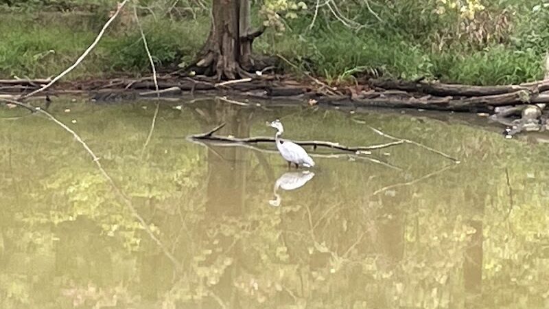 Lagoon Picnic Area - Olmsted Township, OH
