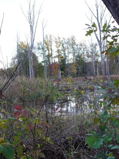 Lagoon Picnic Area - Olmsted Township, OH