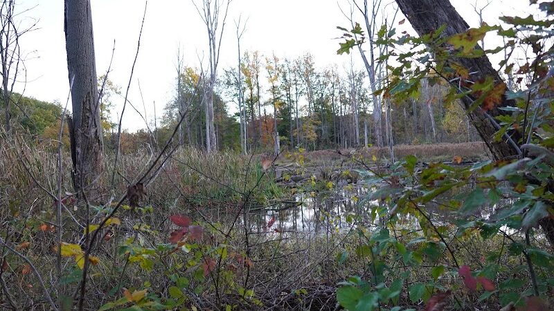 Lagoon Picnic Area - Olmsted Township, OH
