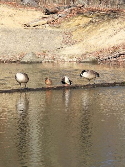 Lagoon Picnic Area - Olmsted Township, OH