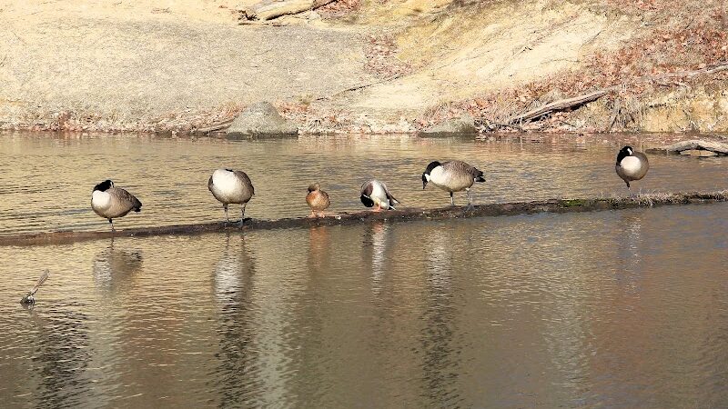 Lagoon Picnic Area - Olmsted Township, OH
