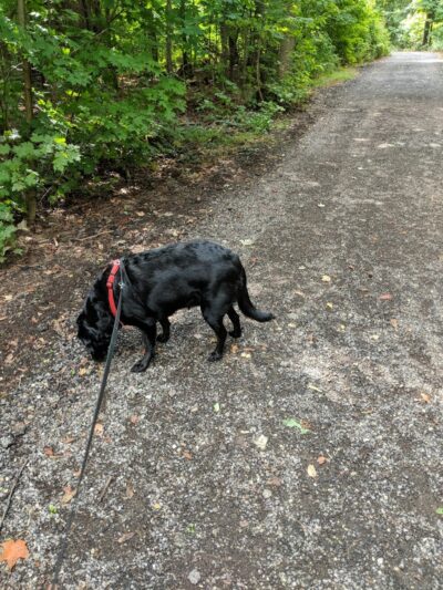 Maize Memorial Dog Park, llc - Ontario, OH