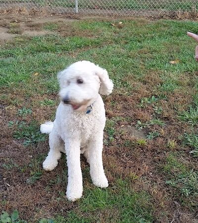 Maize Memorial Dog Park, llc - Ontario, OH