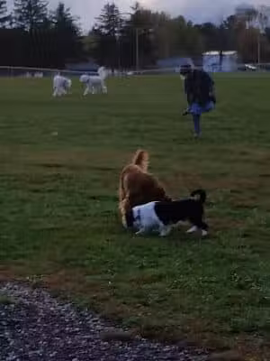 Maize Memorial Dog Park, llc - Ontario, OH