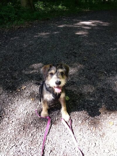 Maize Memorial Dog Park, llc - Ontario, OH