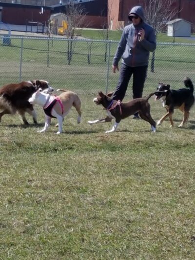 Maize Memorial Dog Park, llc - Ontario, OH