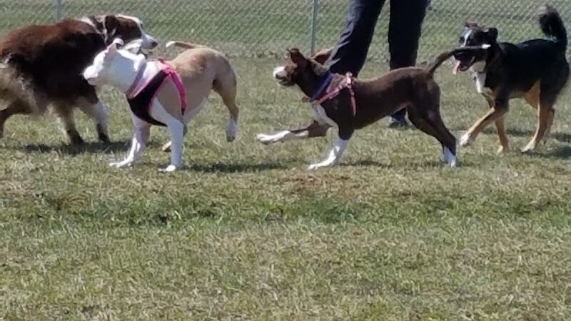 Maize Memorial Dog Park, llc - Ontario, OH