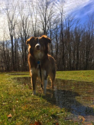 Maize Memorial Dog Park, llc - Ontario, OH