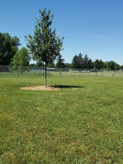 Maize Memorial Dog Park, llc - Ontario, OH