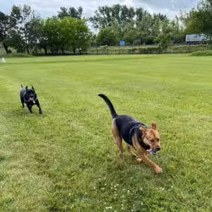 Jake & Cooper's Bark Park (Membership Required) - Oregon, OH