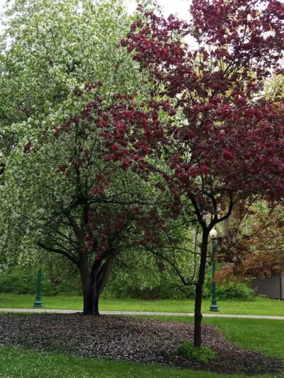 Pearson Metropark Johlin Cabin Wildlife Viewing Area - Oregon, OH
