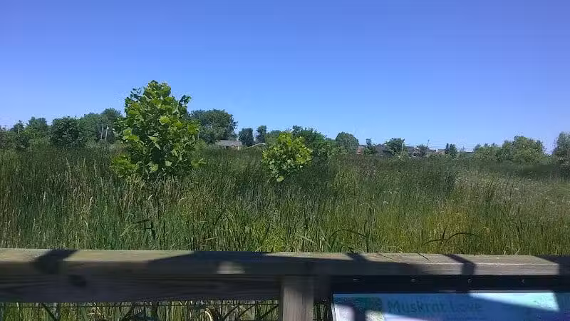 Pearson Metropark Johlin Cabin Wildlife Viewing Area - Oregon, OH