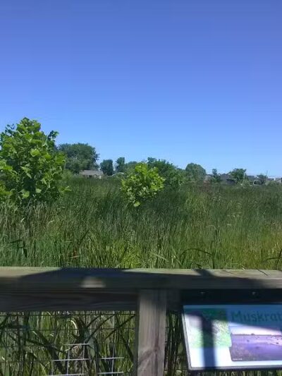 Pearson Metropark Johlin Cabin Wildlife Viewing Area - Oregon, OH