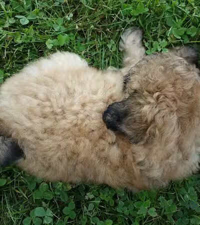 Orwell Community Park - Orwell, OH