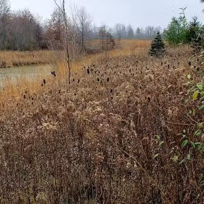 Blues Creek Park - Ostrander, OH