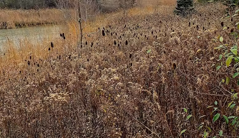 Blues Creek Park - Ostrander, OH