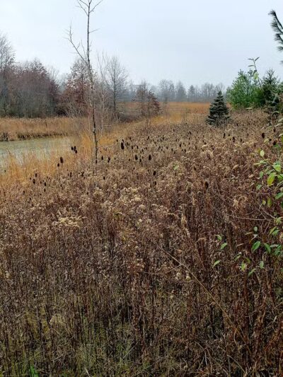 Blues Creek Park - Ostrander, OH