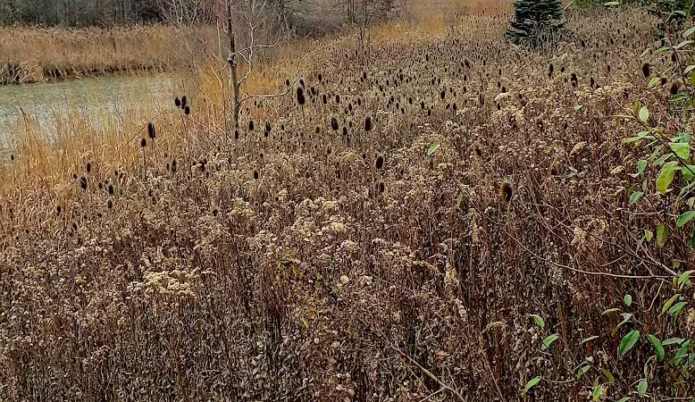 Blues Creek Park - Ostrander, OH