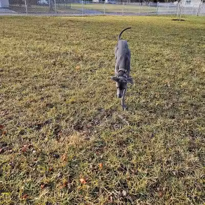 Ali's Dog Park - Ottawa, OH