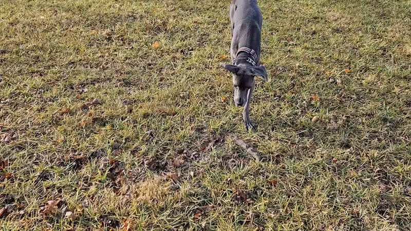 Ali's Dog Park - Ottawa, OH