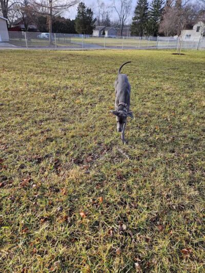 Ali's Dog Park - Ottawa, OH