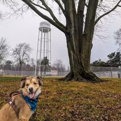 Ali's Dog Park - Ottawa, OH
